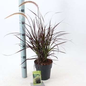 Pennisetum advena 'Rubrum'