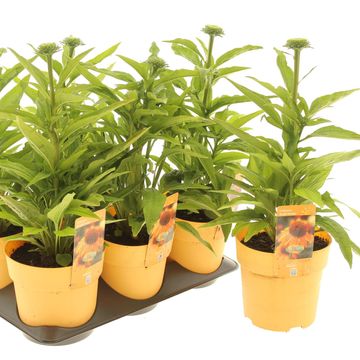 Echinacea 'Bright Orange'