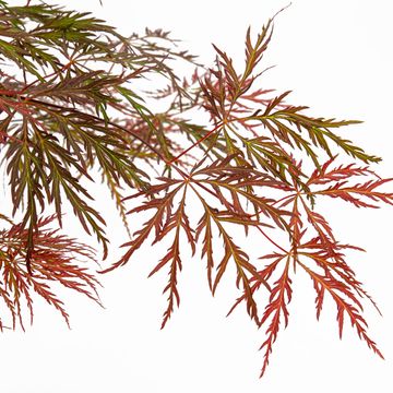 Acer palmatum 'Inaba-shidare'