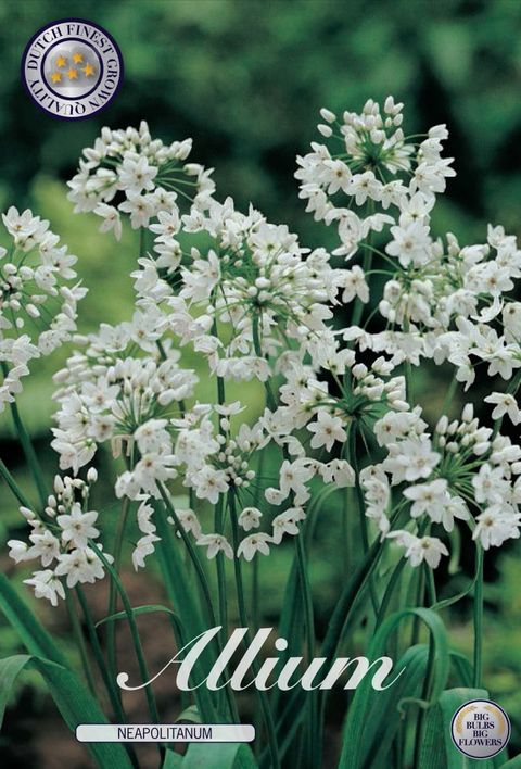Allium neapolitanum