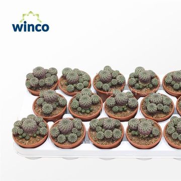 Sulcorebutia rauschii