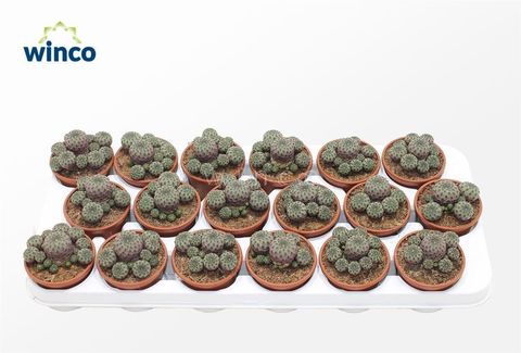 Sulcorebutia rauschii