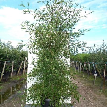 Alnus glutinosa 'Imperialis'