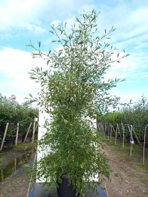 Alnus glutinosa 'Imperialis'