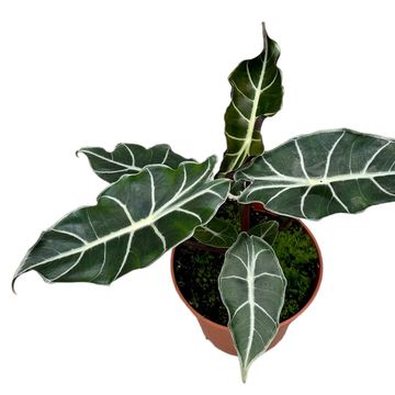 Alocasia longiloba