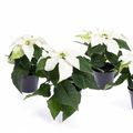 Euphorbia pulcherrima PRINCETTIA PURE WHITE