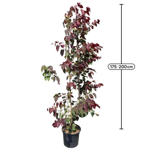 Cercis canadensis 'Forest Pansy'