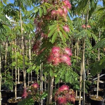 Albizia julibrissin OMBRELLA