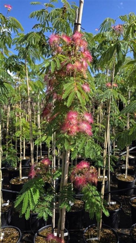 Albizia julibrissin OMBRELLA
