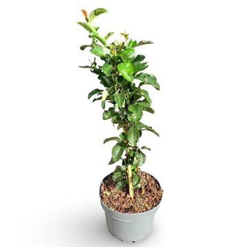Хеномелес speciosa 'Mango Storm'