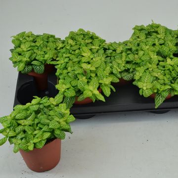 Fittonia verschaffeltii 'Joly Lemon'