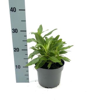 Centranthus ruber 'Coccineus'