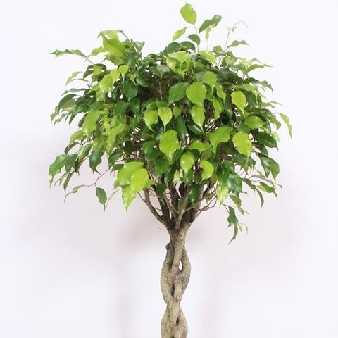 Ficus Benjamina Exotica Plant Wholesale Floraccess