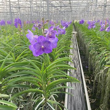Vanda LAVENDER SPRINKLES LARGE