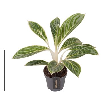Aglaonema 'Summer Breeze'