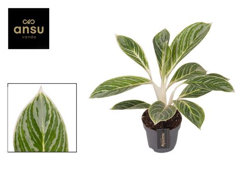 Aglaonema 'Summer Breeze'