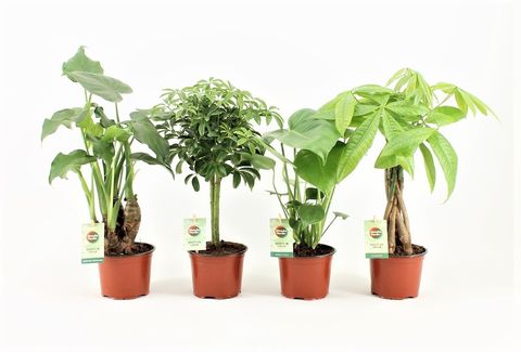 Houseplants MIX