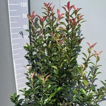 Photinia x fraseri CARRÉ ROUGE