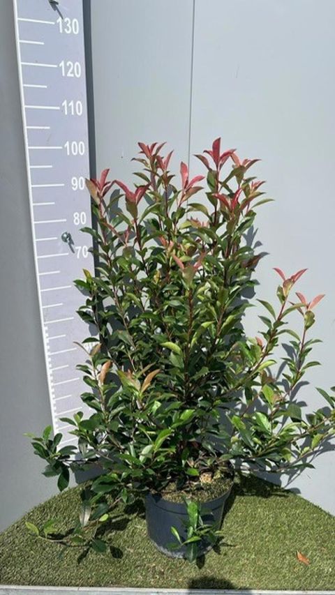 Photinia x fraseri CARRÉ ROUGE