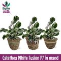 Calathea 'White Fusion'