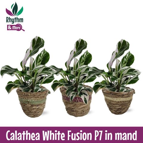 Calathea 'White Fusion'