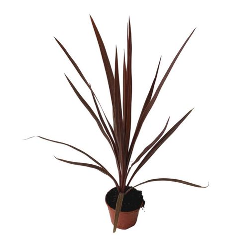 Cordyline australis