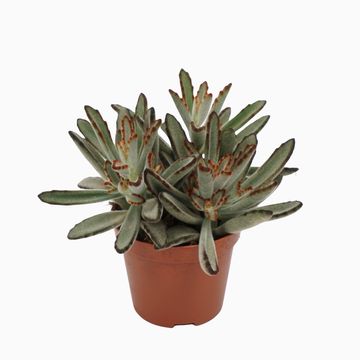 Kalanchoe tomentosa