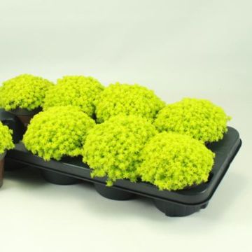 Sedum hispanicum 'Aureum'
