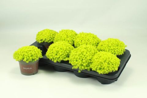 Sedum hispanicum 'Aureum'