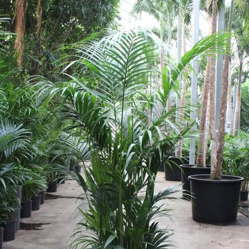 Howea forsteriana
