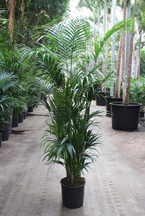 Howea forsteriana