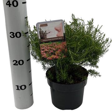 Diosma hirsuta 'Pink Fountain'