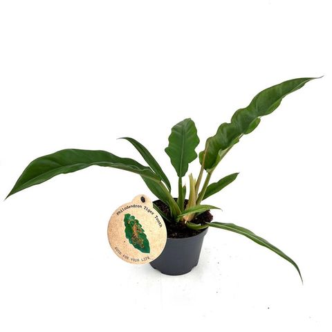 Philodendron 'Narrow'