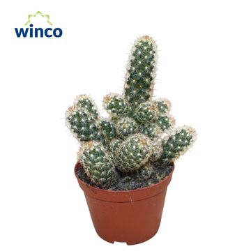 Mammillaria elongata