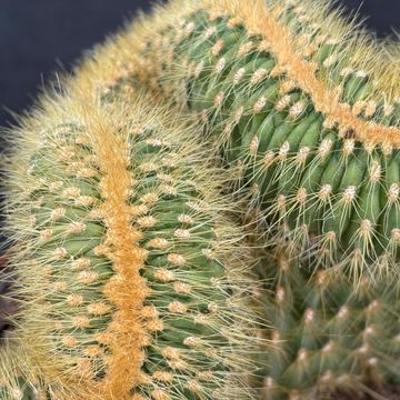 Vatricania guentheri cristata