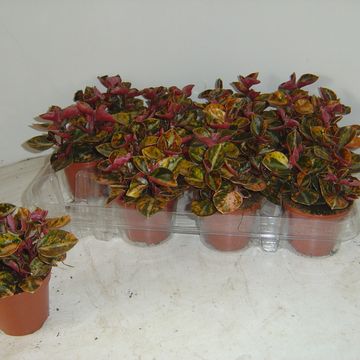 Peperomia 'Crème Brûlée'