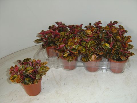 Peperomia 'Crème Brûlée'