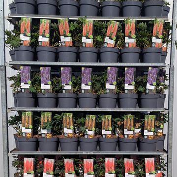 Lupinus WEST COUNTRY MIX