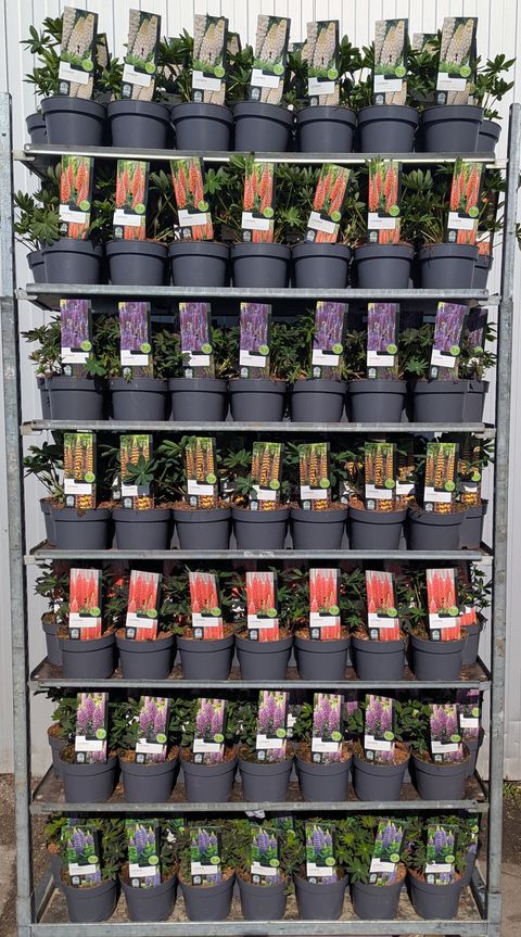 Lupinus WEST COUNTRY MIX