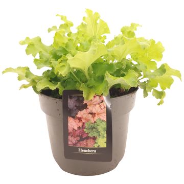 Heuchera FOREVER PURPLE