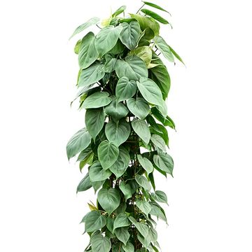 Philodendron scandens
