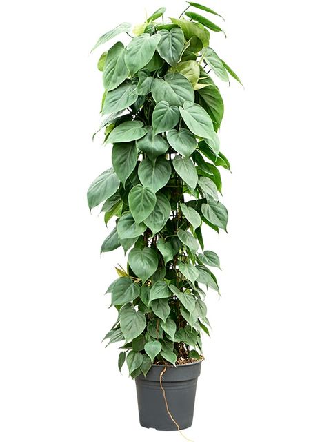 Philodendron scandens