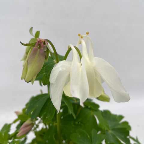 Aquilegia 'Spring Magic White'