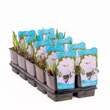 Iris ensata DINNER PLATE ICE CREAM