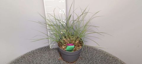 Miscanthus sinensis 'Gracillimus'