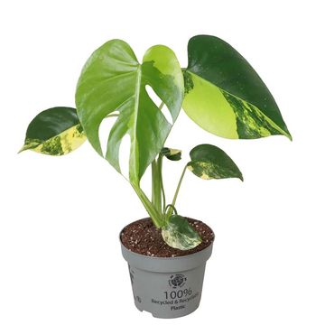 Monstera deliciosa 'Variegata Aurea'