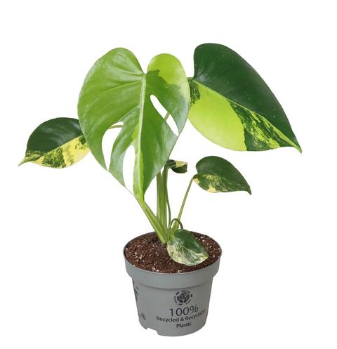 Monstera deliciosa 'Variegata Aurea'