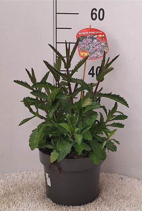 Verbena bonariensis 'Lollipop'