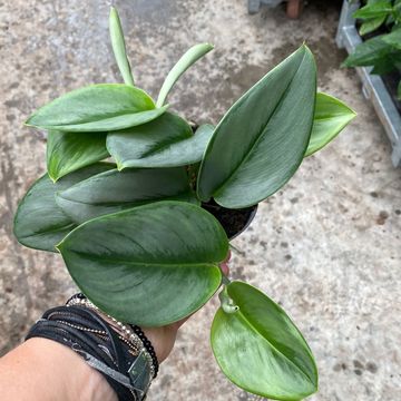 Scindapsus treubii 'Moonlight'