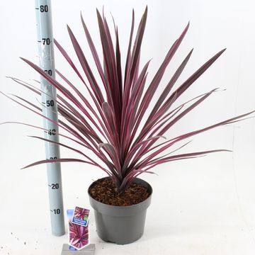 Cordyline 'Paso Doble'